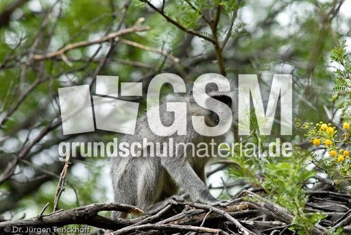 Grüne Meerkatzen (22 von 67).jpg